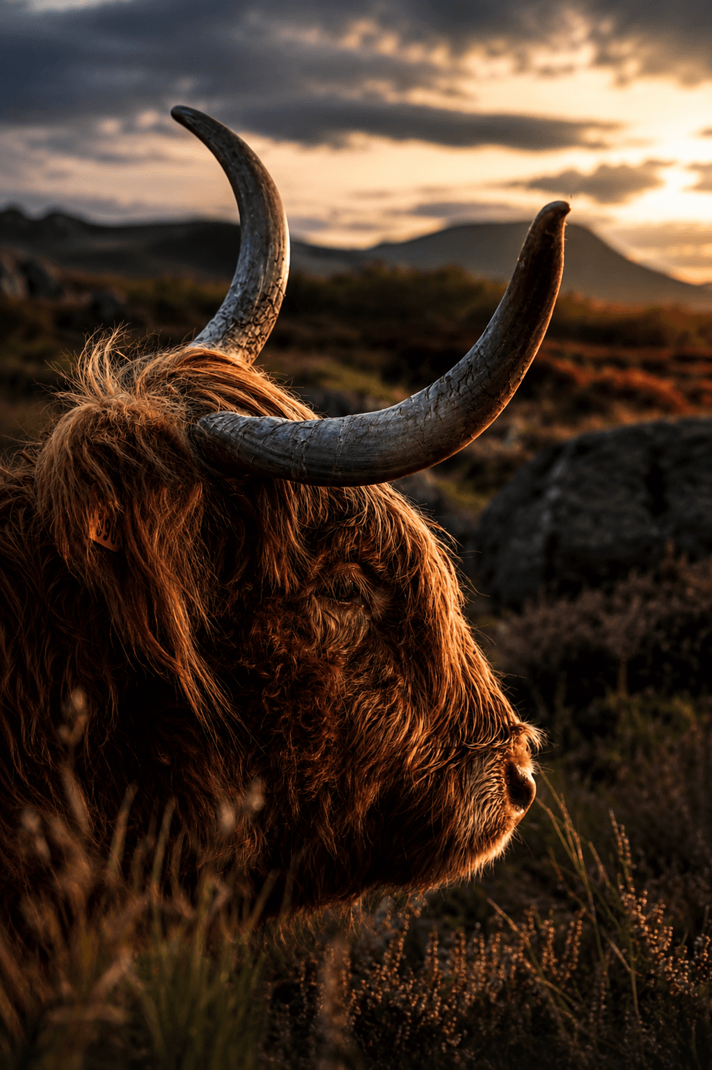 Highland Cow — Scotland
